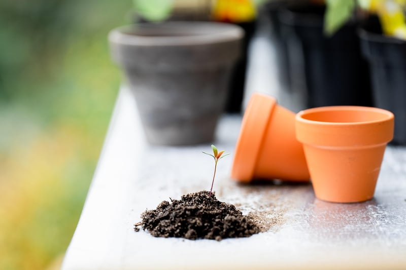 Plants Care